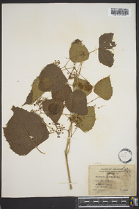 Ampelopsis cordata image