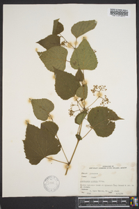 Ampelopsis cordata image