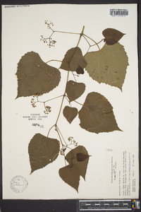 Ampelopsis cordata image