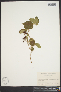 Ampelopsis cordata image