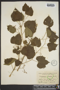 Ampelopsis cordata image