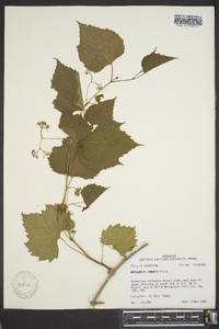 Ampelopsis cordata image