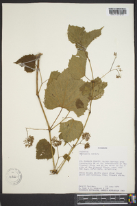 Ampelopsis cordata image