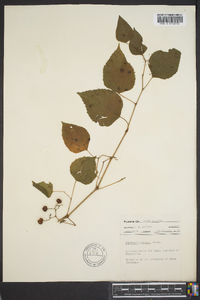 Ampelopsis cordata image