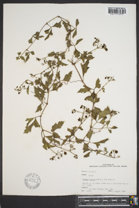 Cissus trifoliata image