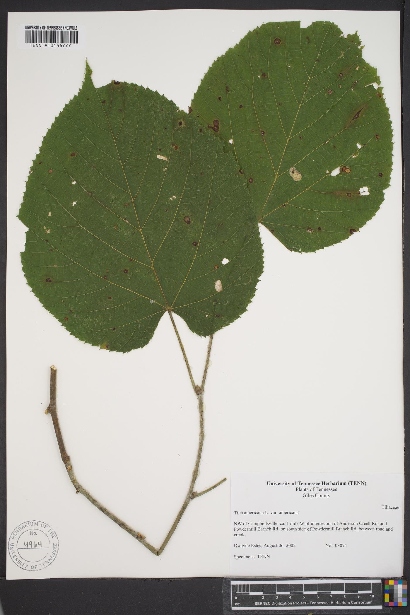 Tilia americana var. americana image