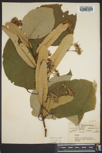 Tilia heterophylla image