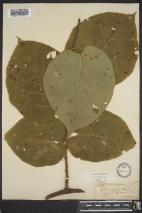 Tilia heterophylla image