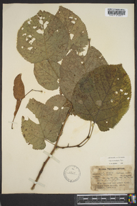 Tilia heterophylla image