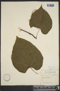 Tilia heterophylla image