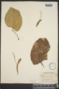 Tilia heterophylla image