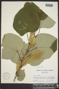 Tilia heterophylla image