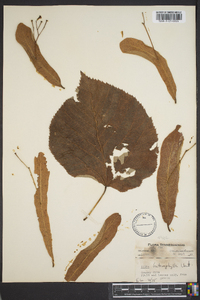 Tilia heterophylla image