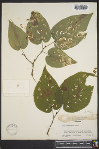 Tilia heterophylla image