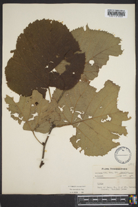 Tilia heterophylla image