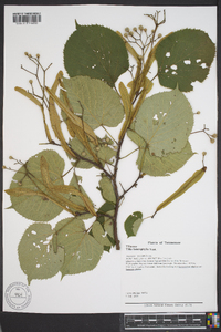 Tilia heterophylla image