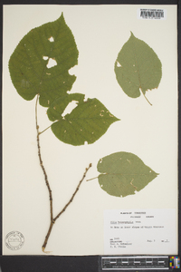 Tilia heterophylla image