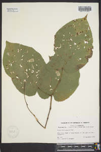 Tilia heterophylla image