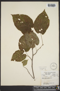 Tilia heterophylla image