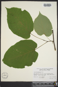 Tilia heterophylla image