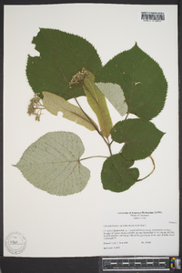 Tilia heterophylla image