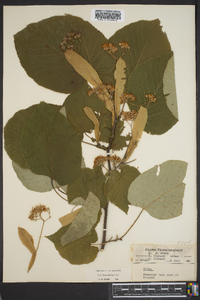 Tilia heterophylla image