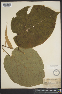 Tilia heterophylla image