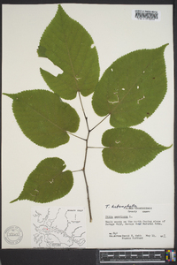 Tilia heterophylla image