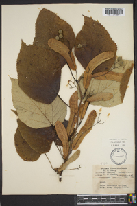 Tilia heterophylla image