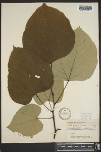 Tilia heterophylla image