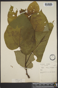 Tilia heterophylla image