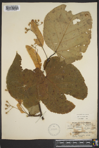 Tilia heterophylla image