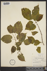 Tilia heterophylla image