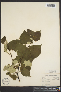 Tilia heterophylla image