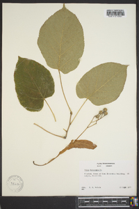 Tilia heterophylla image