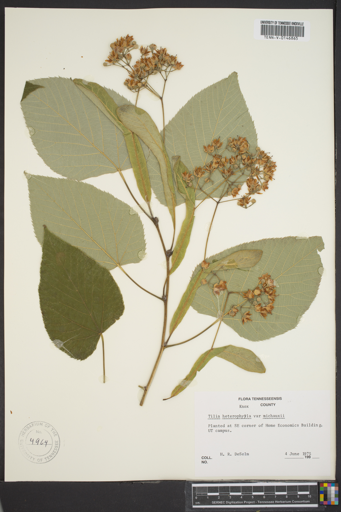 Tilia heterophylla image