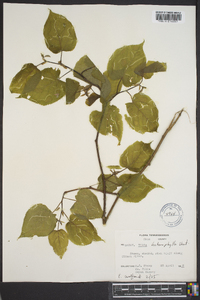 Tilia heterophylla image