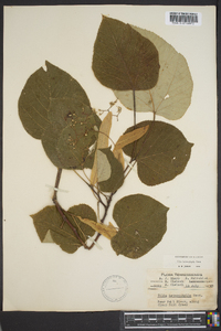 Tilia heterophylla image