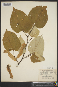 Tilia heterophylla image