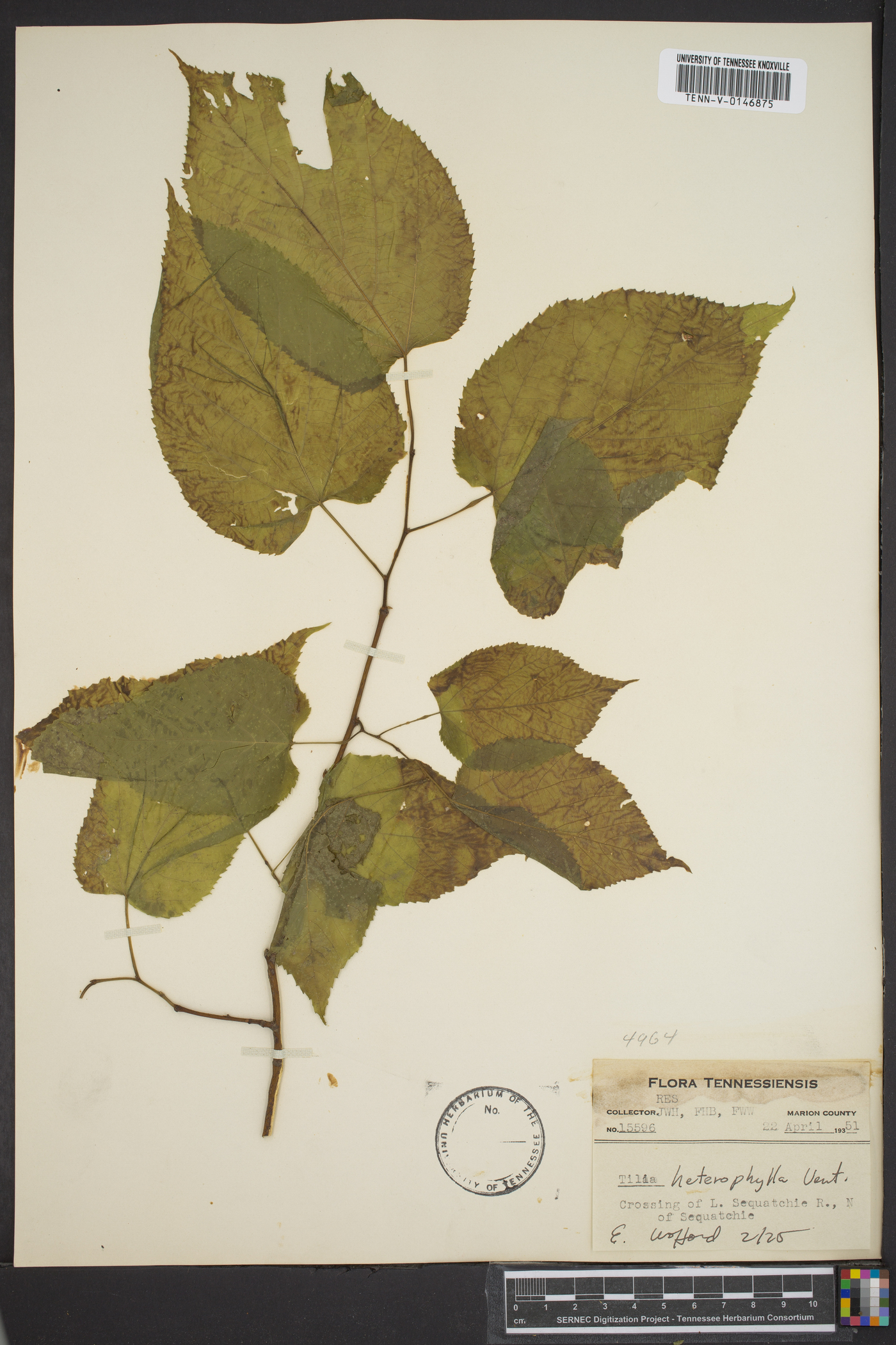 Tilia heterophylla image