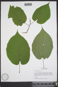 Tilia heterophylla image