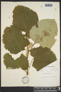 Tilia heterophylla image