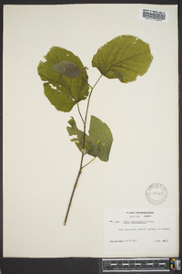 Tilia heterophylla image