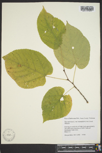 Tilia heterophylla image