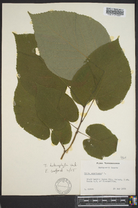 Tilia heterophylla image