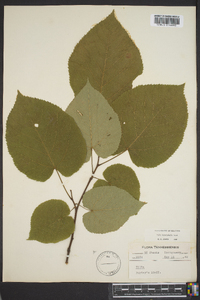 Tilia heterophylla image