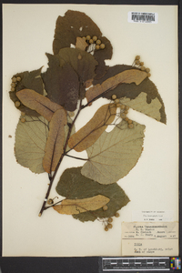 Tilia heterophylla image