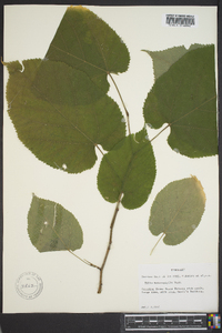 Tilia heterophylla image