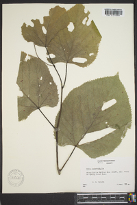 Tilia heterophylla image