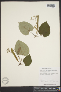 Tilia heterophylla image